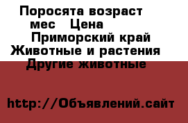 Поросята возраст 1,5 мес › Цена ­ 4 000 - Приморский край Животные и растения » Другие животные   